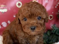 Minik beden kocaman sevgi toy poodle yavrular yeni ailelerini arıyor