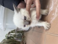 2 Aylık Siyam Kedisi Yavru