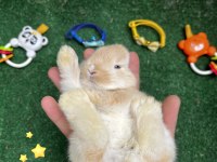 Tatlı Tavşan Yavruları İstanbul