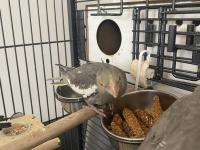 Sultan Papağanı Yavru