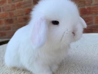 Hollanda lop tavşan