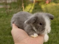 Hollanda Blue Lop Tavşanları Ve Beyaz Mavi Gözler