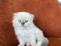 Scottish Fold Longhair Blue Point