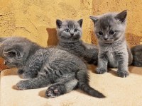 British Shorthair Kedi Yavruları