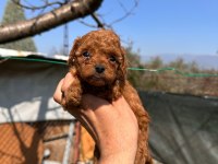 Mini Toy Poodle Bebekler Evden
