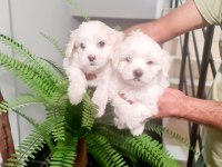 Tuvalet Eğitimli Karbeyaz Lekesiz Maltese Minnaklarım