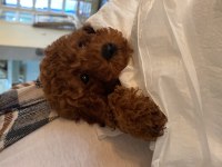 Teacup Sevimli Poodle 4 Aylık