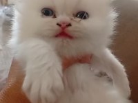 İran Kedisi Yavrularımızın Yeni Ailesi Olmak İster Misin