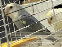 1 yaşını tamamlamış sevda papağanı