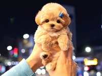 Maltipoo cinsi bebek köpekler