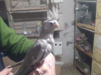 Bebek wifi sultan papağanı yavrular