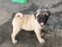 Pug mops yavru köpekler