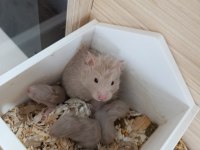 Sağlıklı Suriye Hamster Yavruları