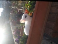 Saf Kan Hollanda (Cüce Hot Hot)