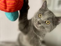 Acil Yavru Russian Blue İlanımız