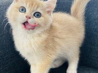 British Shorthair Golden Dişi Yavru