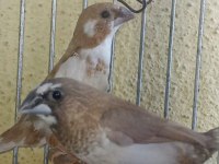 Ücretli Sahiplendirilecek Kuşlarım Bengaller