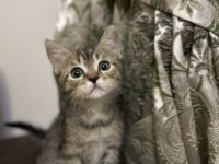 Rus-iran kırması yavru kedimiz