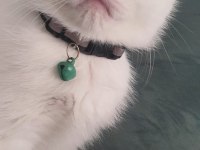 British Shorthair Kedilerimiz