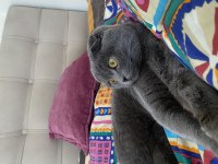 8 aylık top kafa scottish fold