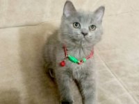 Yavru Kedilerin Mama Tuvalet Eğitimi Verildi