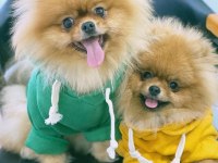 Teddy bear pomeranian yavru köpekleri