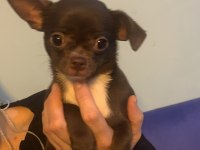 18.10.2025 doğumlu erkek şivava yavrumuz ömürlük yuvasını arıyor