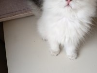 British Longhair Kedilerimiz