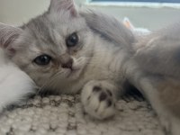 3 Aylık Birbirinden Güzel British Yavrular