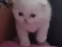 Scottish Fold Ve Scottish Straight Kardeşler