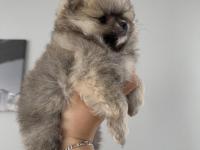 Pomeranian Boo Dişi Ve Erkek