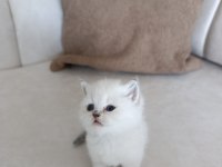 British Shorthair Yavrular