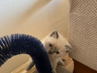 Müthiş Güzellikte Blue Point British Shorthair Kızımız