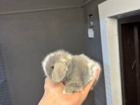 Hollanda Cüce Ve Mini Lop Tavşanı Yavrular Her Yere Gönderim