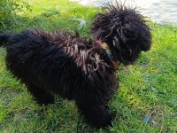 6 Aylık Siyah Toy Poodle