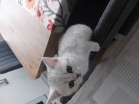 Yavru british kedimiz yeni yuvasını arıyor