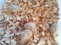 Yavru Gonzales Hamster