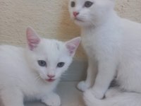 2 Aylık British Bebeklerimiz Sahiplendirilecektir