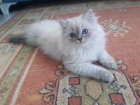 British Longhair Kedimiz Prenses