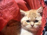 British shorthair turuncu yavru