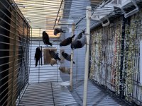 Şok Kampanya Vasıflı Mokka Kuşlar