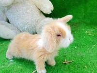 1 aylık hollanda teddy lop tavşan yavrularım