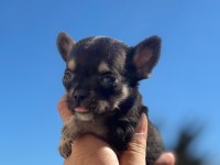 Sağlık Ve Irk Garantili Chihuahua Yavrularımız