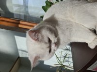 Kendi Kedilerim Acil Sahiplendirilecektir