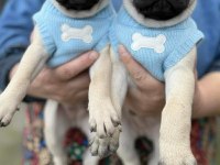 Pug Mops Yavru Köpekler