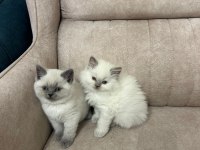 Yavru British Shorthair Yavru Blue Point Çok Minnoş