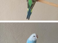 Yeni Yeme Düşmüş Uysal Renk Güzeli Yavru Muhabbet Kuşlar