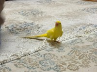 Mutasyon Sarı Pakistan Papağanı