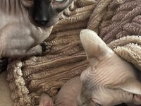 Safkan Kanada Sfenks Yavruları