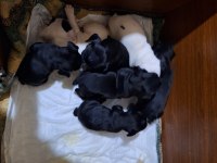 Erkek French Bulldog Yavruları